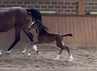 Oldenburg, Mare, Foal (04/2026)