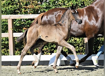 Oldenburg, Mare, Foal (06/2026)