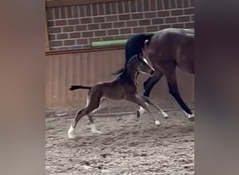 Oldenburg, Mare, Foal (04/2026)