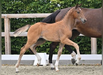 Oldenburg, Mare, Foal (05/2026)