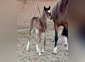 Oldenburg, Mare, Foal (04/2026)
