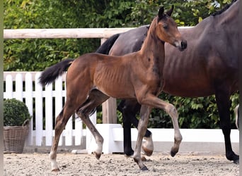 Oldenburg, Mare, Foal (05/2026)