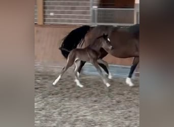 Oldenburg, Mare, Foal (04/2026)