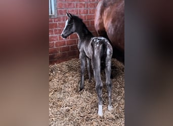 Oldenburg, Mare, Foal (03/2026)