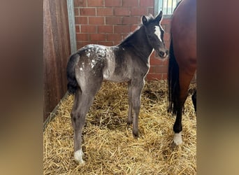Oldenburg, Mare, Foal (03/2026)