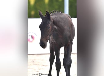 Oldenburg, Mare, Foal (01/2025), Grey