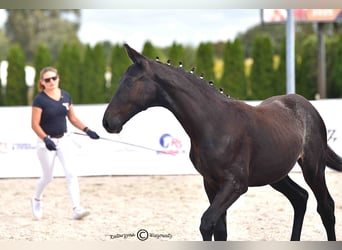 Oldenburg, Mare, Foal (01/2025), Grey