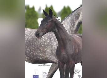 Oldenburg, Mare, Foal (01/2025), Grey