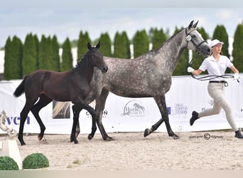 Oldenburg, Mare, Foal (01/2025), Grey