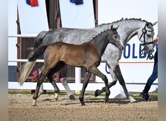Oldenburg, Mare, Foal (04/2025), Grey