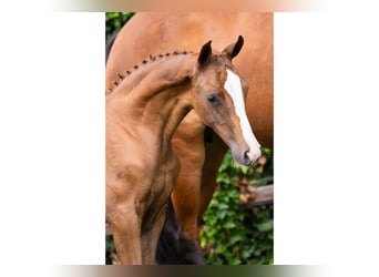 Oldenburg, Mare, Foal (06/2025)