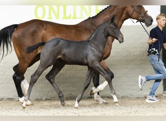 Oldenburg, Mare, Foal (07/2025)