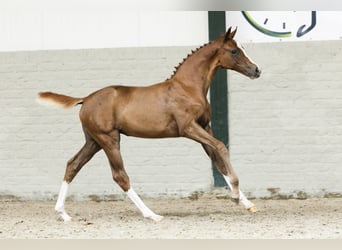 Oldenburg, Mare, Foal (06/2025)