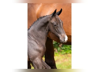 Oldenburg, Mare, Foal (07/2025)