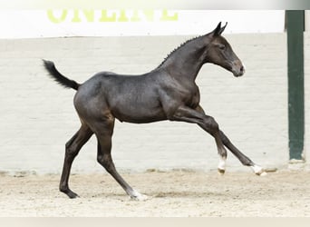 Oldenburg, Mare, Foal (07/2025)
