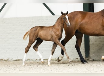 Oldenburg, Mare, Foal (06/2025)