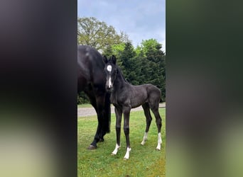Oldenburg, Mare, , Smoky-Black