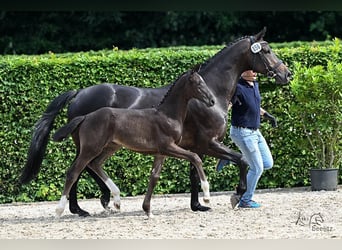 Oldenburg, Mare, , Smoky-Black