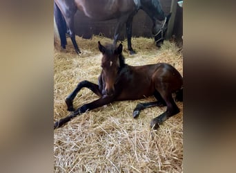 Oldenburg, Mare, Foal (03/2024), Smoky-Black