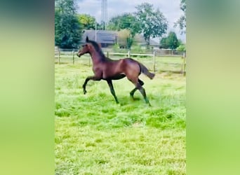 Oldenburg, Mare, Foal (03/2024), Smoky-Black