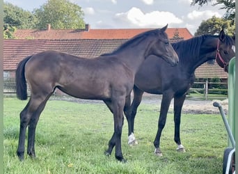 Oldenburg, Mare, Foal (03/2024), Smoky-Black