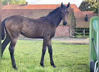 Oldenburg, Mare, Foal (03/2024), Smoky-Black