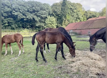 Oldenburg, Mare, Foal (03/2024), Smoky-Black