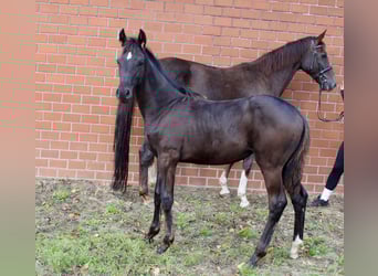 Oldenburg, Mare, Foal (05/2025), Smoky-Black