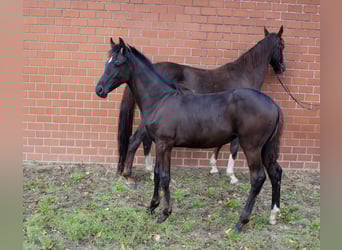Oldenburg, Mare, Foal (05/2025), Smoky-Black