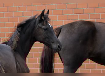 Oldenburg, Mare, Foal (05/2025), Smoky-Black