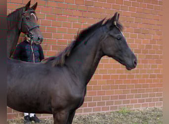 Oldenburg, Mare, Foal (05/2025), Smoky-Black