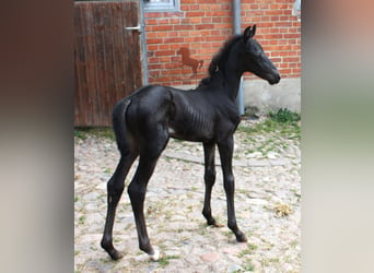 Oldenburg, Mare, Foal (05/2024), Smoky-Black