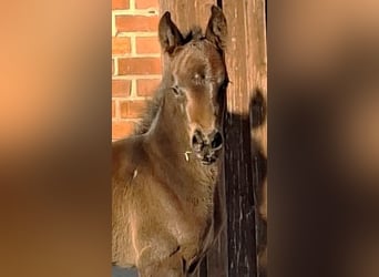 Oldenburg, Mare, Foal (04/2026), Smoky-Black