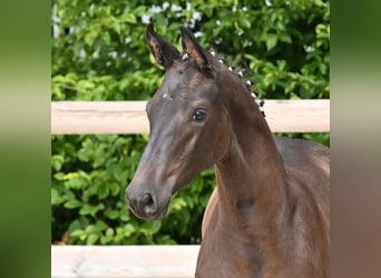Oldenburg, Mare, Foal (03/2026), Smoky-Black