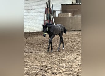 Oldenburg, Mare, Foal (03/2026), Smoky-Black