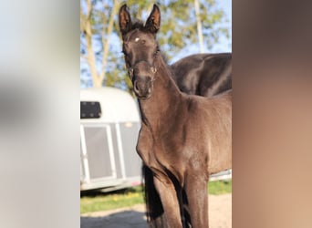 Oldenburg, Mare, Foal (03/2026), Smoky-Black