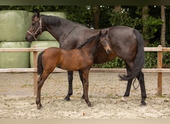 Oldenburg, Mare, Foal (05/2025), Smoky-Black