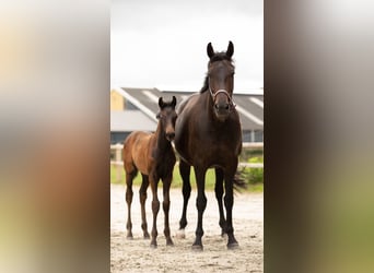 Oldenburg, Mare, Foal (05/2025), Smoky-Black