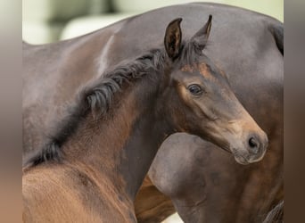 Oldenburg, Mare, Foal (05/2025), Smoky-Black