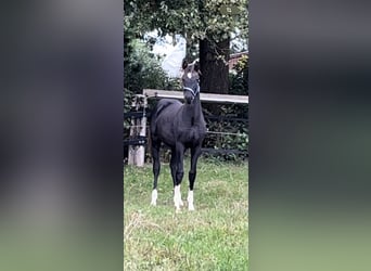 Oldenburger, Stute, Fohlen (04/2024), Schwarzbrauner