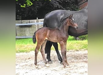 Oldenburg, Mare, , Smoky-Black