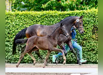 Oldenburg, Mare, Foal (03/2025), Smoky-Black