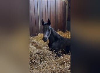 Oldenburg, Mare, Foal (03/2025), Smoky-Black