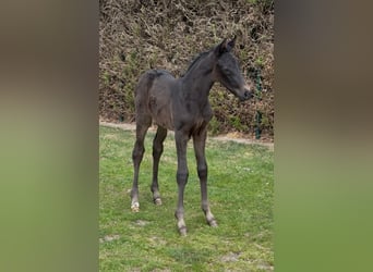 Oldenburg, Mare, Foal (03/2025), Smoky-Black