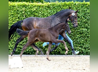 Oldenburg, Mare, Foal (03/2025), Smoky-Black