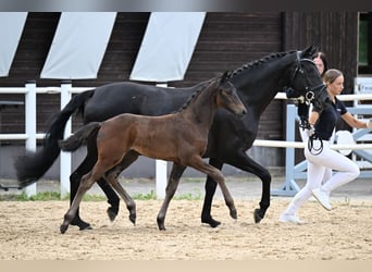 Oldenburg, Mare, Foal (05/2026), Smoky-Black