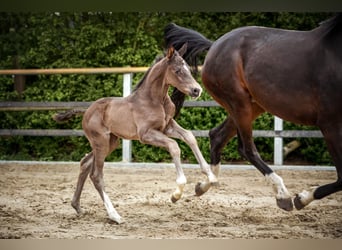 Oldenburg, Mare, Foal (04/2026), Smoky-Black