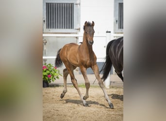 Oldenburg, Mare, Foal (04/2024), Smoky-Black