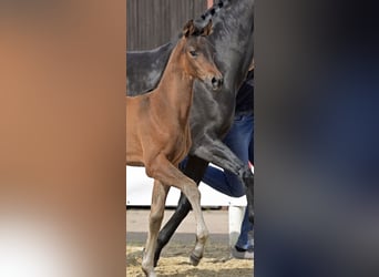 Oldenburg, Mare, Foal (04/2024), Smoky-Black