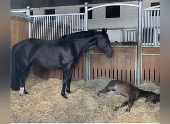 Oldenburg, Mare, Foal (04/2024), Smoky-Black